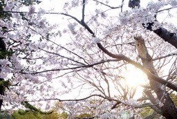 [北海道]這的櫻花開了